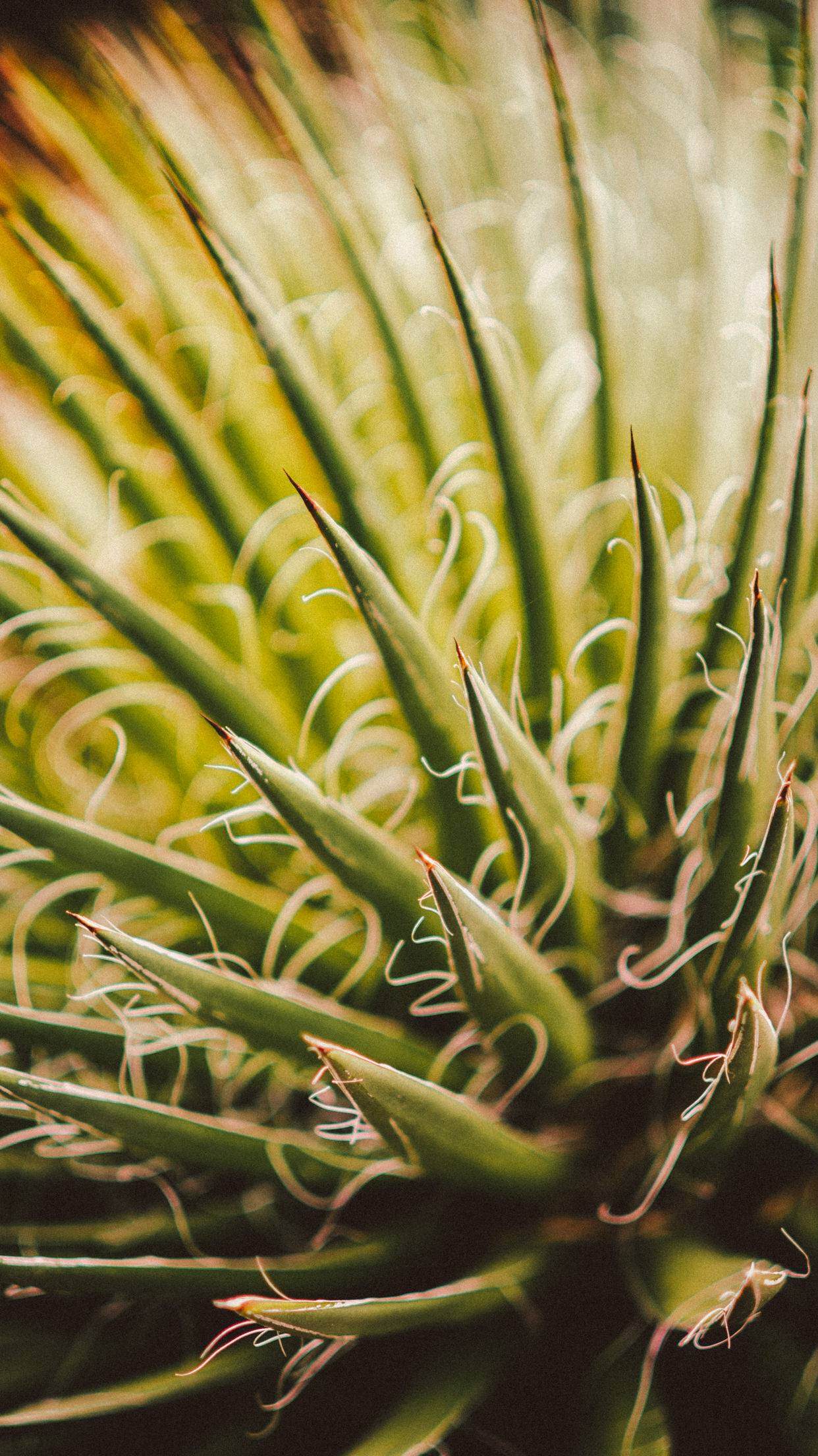 1242x2208 Beautiful iPhone X Wallpaper Featuring Leaves And Plants Ep. 5
