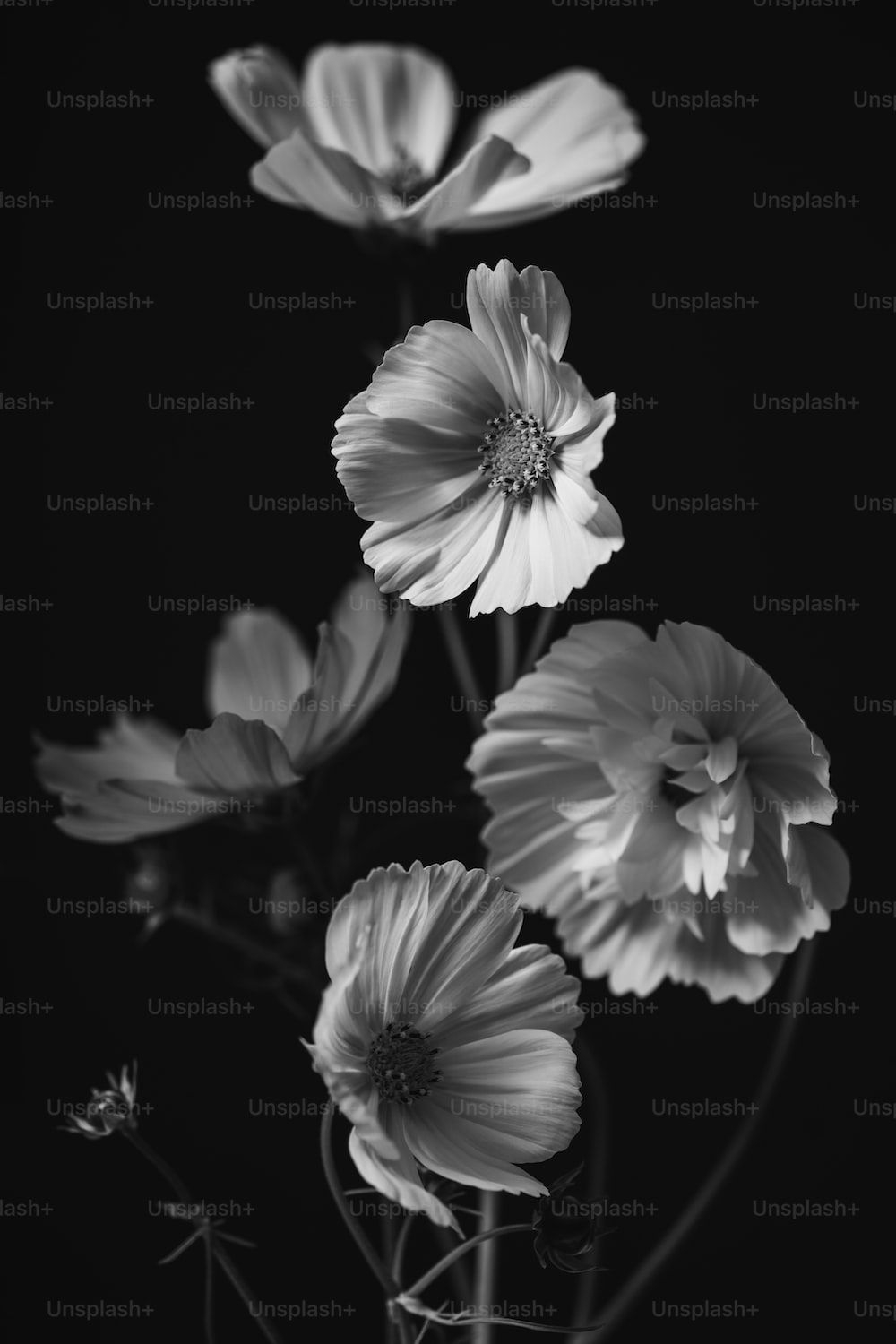 1000x1500 Black Flower Picture [HD]. Download Free Image