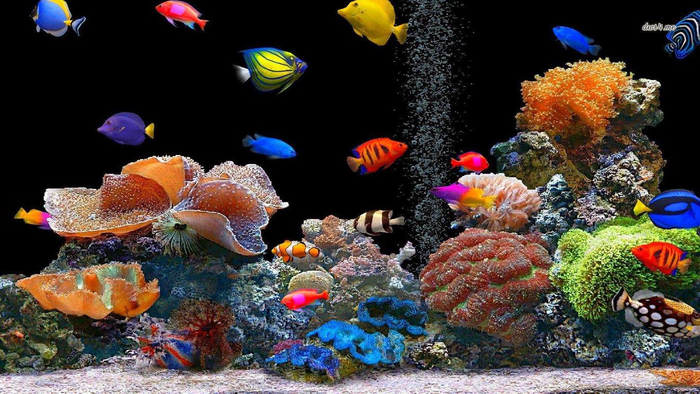 1366x768 Fish Wallpaper and Background Imagex768