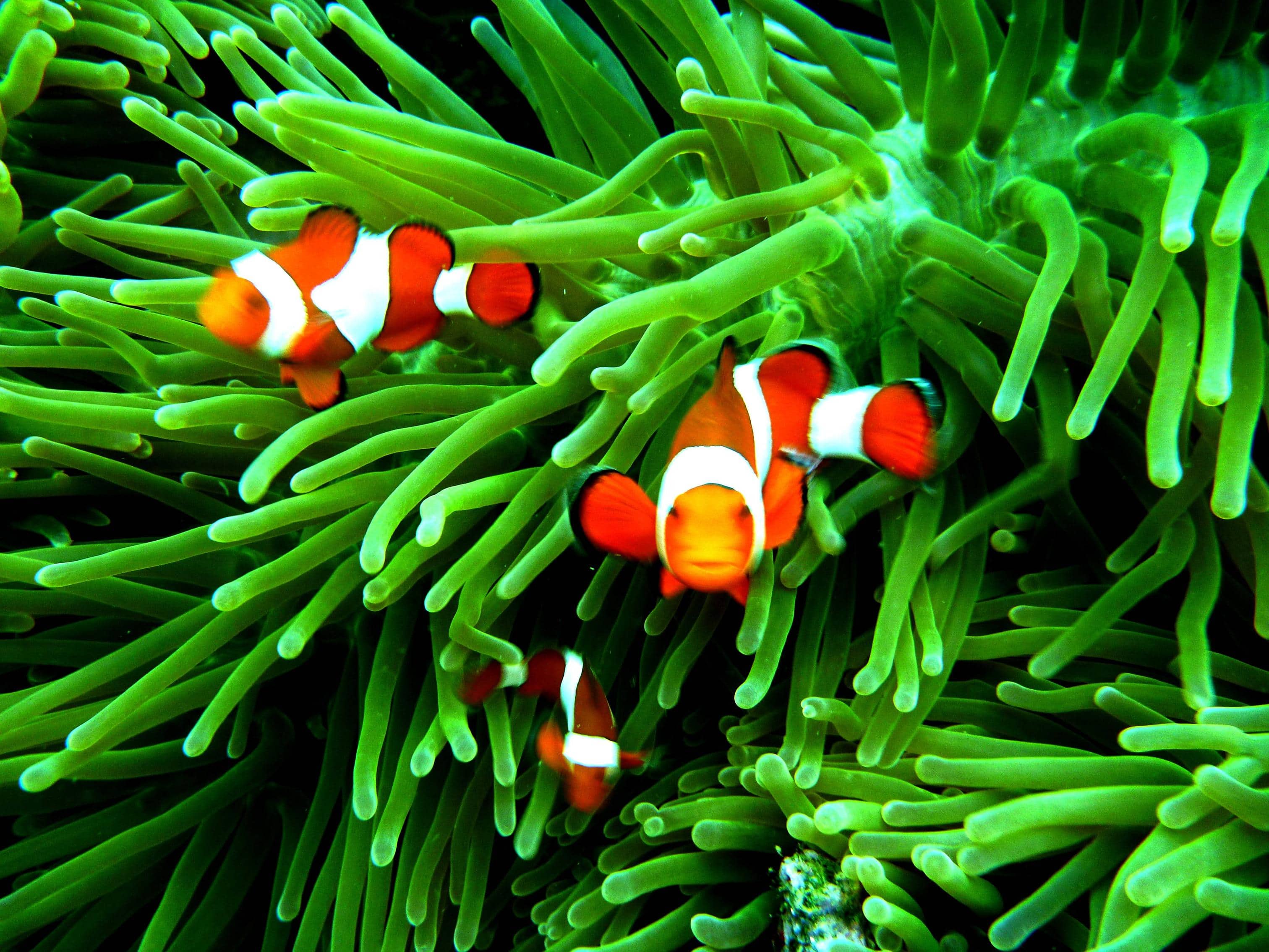 Clown Fish Wallpapers Top Free Clown Fish Backgrounds
