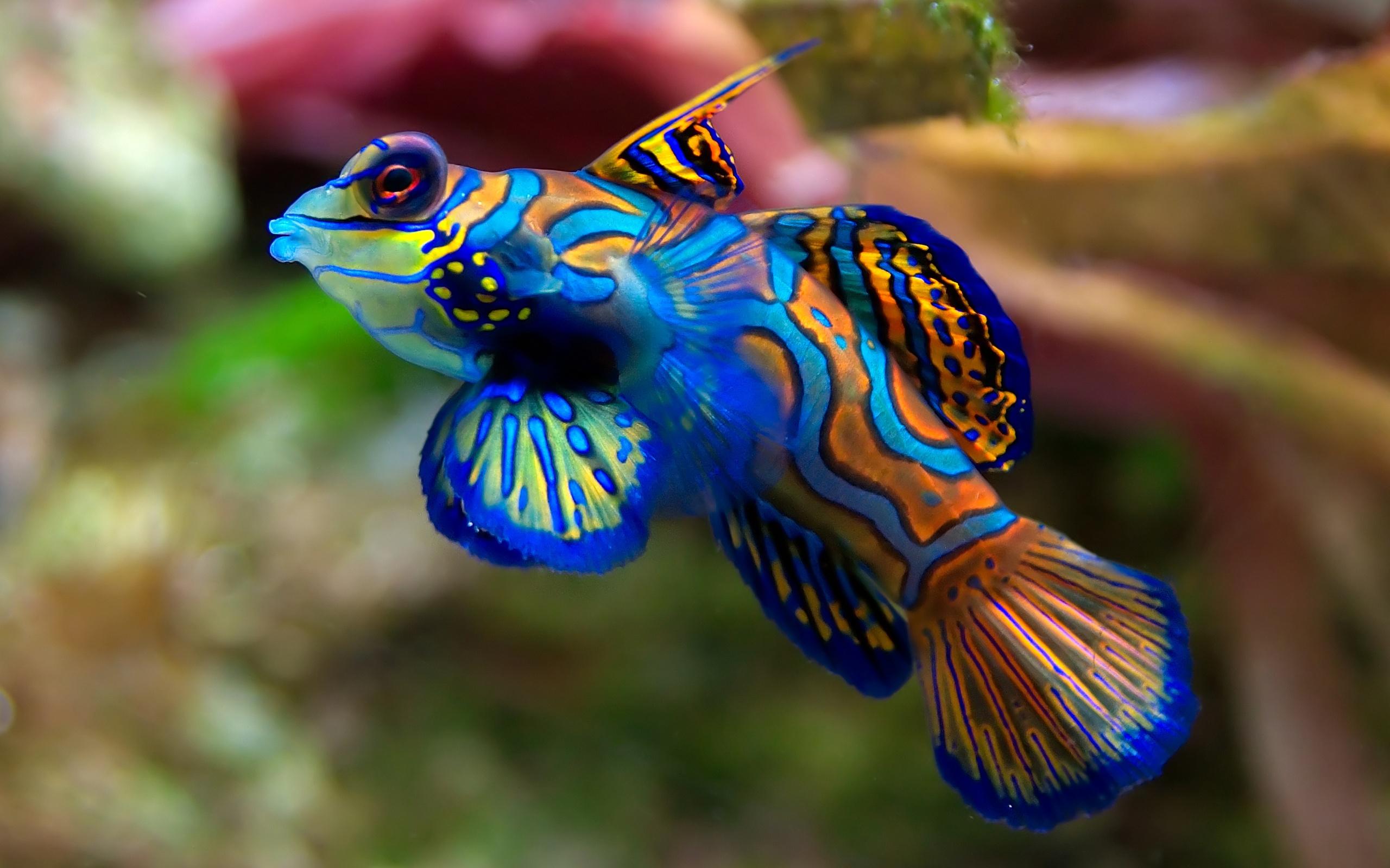 2560x1600 New Fish Wallpaper View Wallpaper