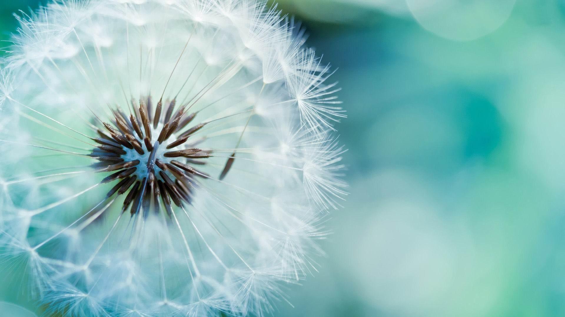 1920x1080 flower wallpaper tumblr