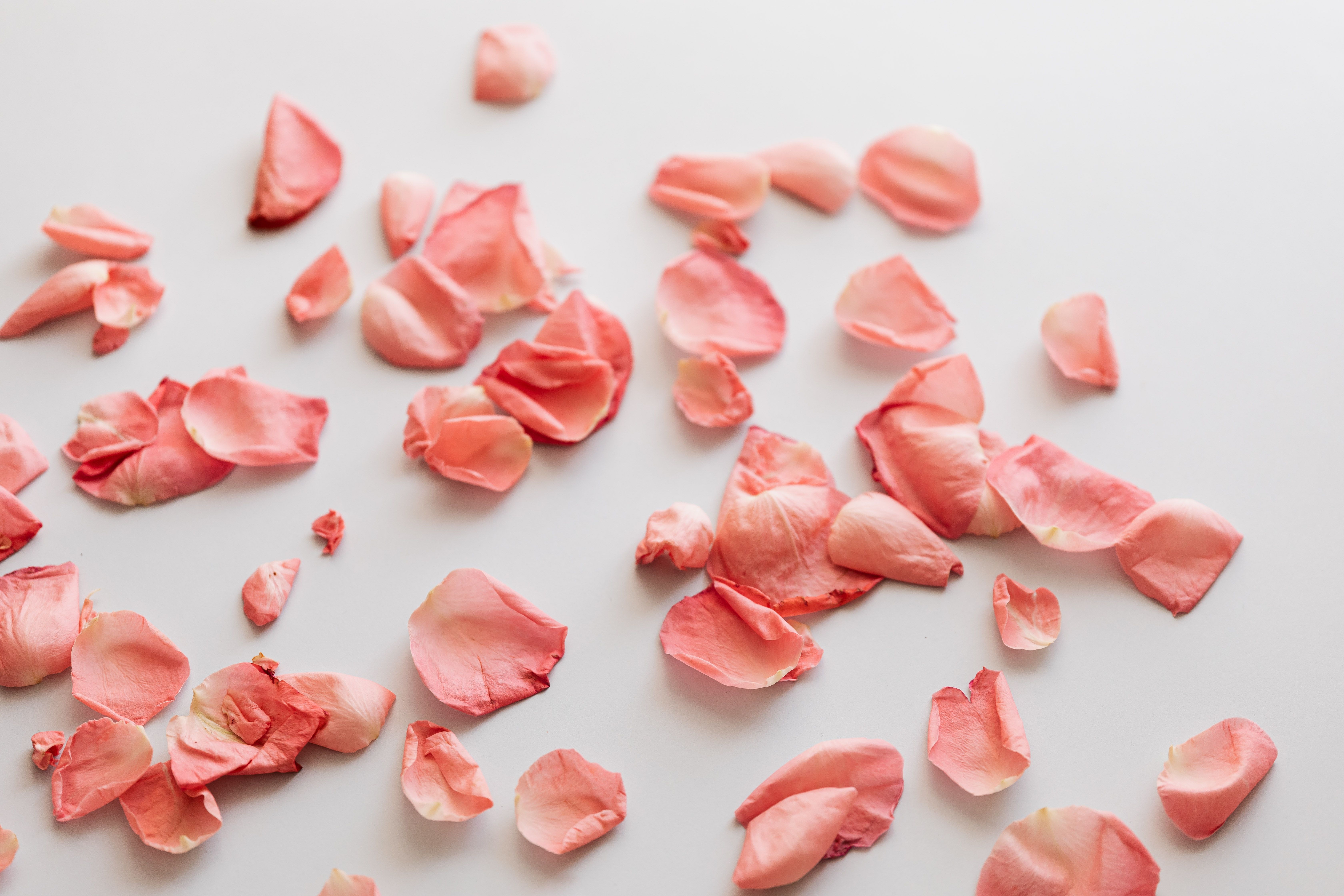 6720x4480 Frame Made of Pink Rose Petals on Pink Background · Free