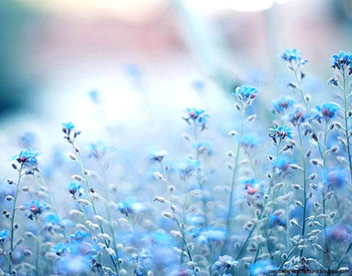1177x921 Blue Flowers Tumblr Photography