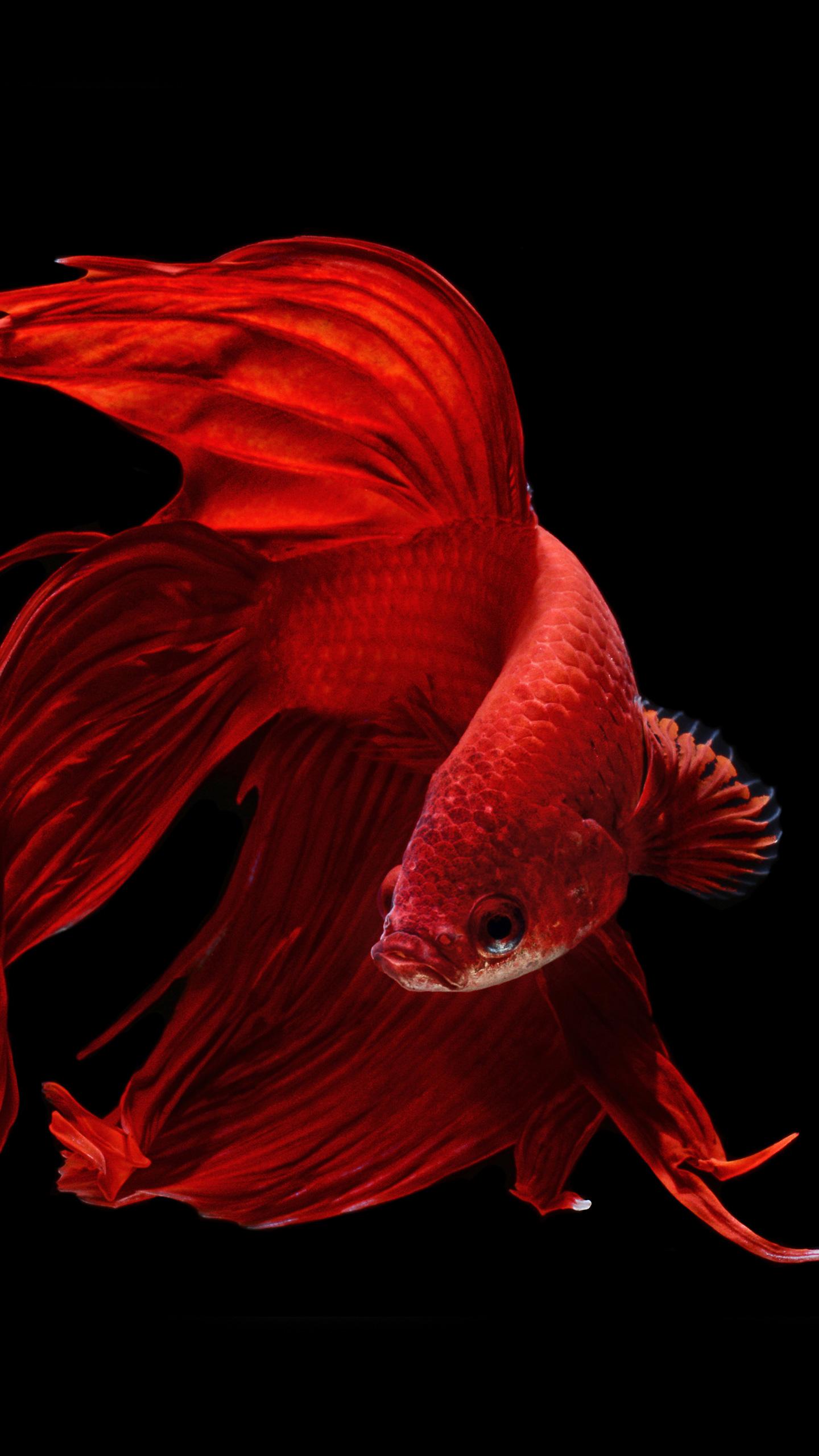 1440x2560 OLED wallpaper