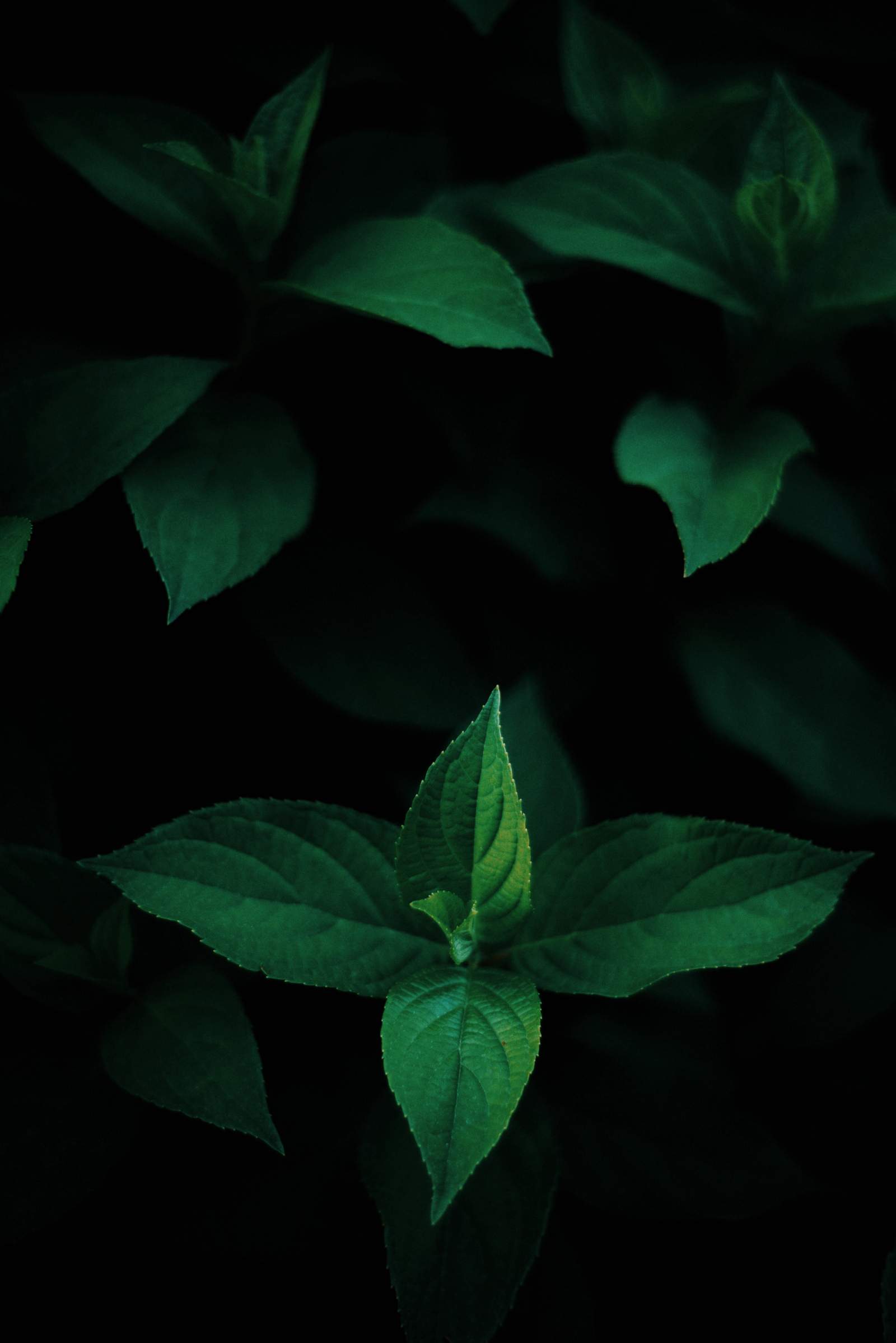 1600x2397 image from OLED Wallpaper