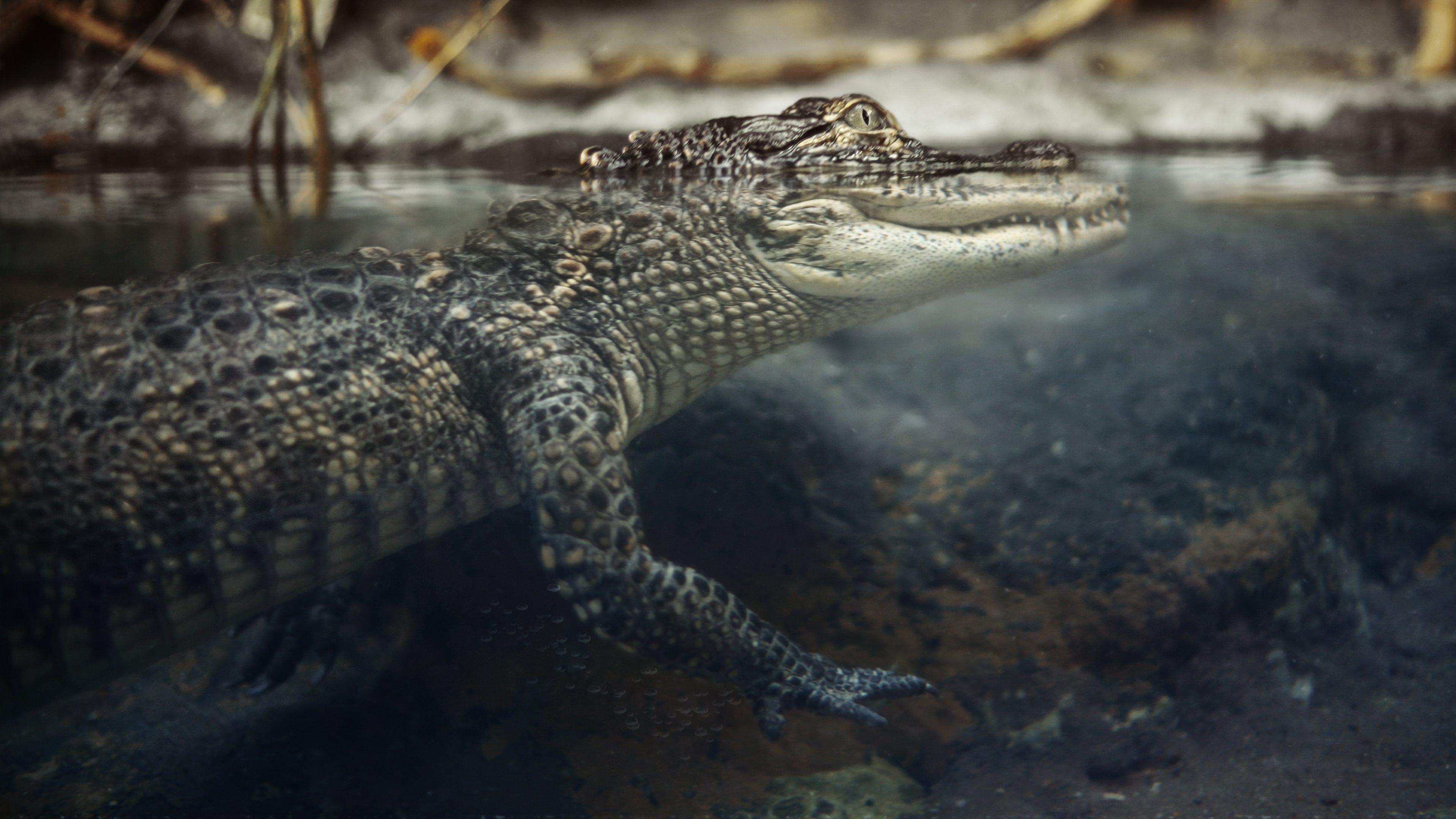 3840x2160 Alligator Wallpaper 15 X 2160