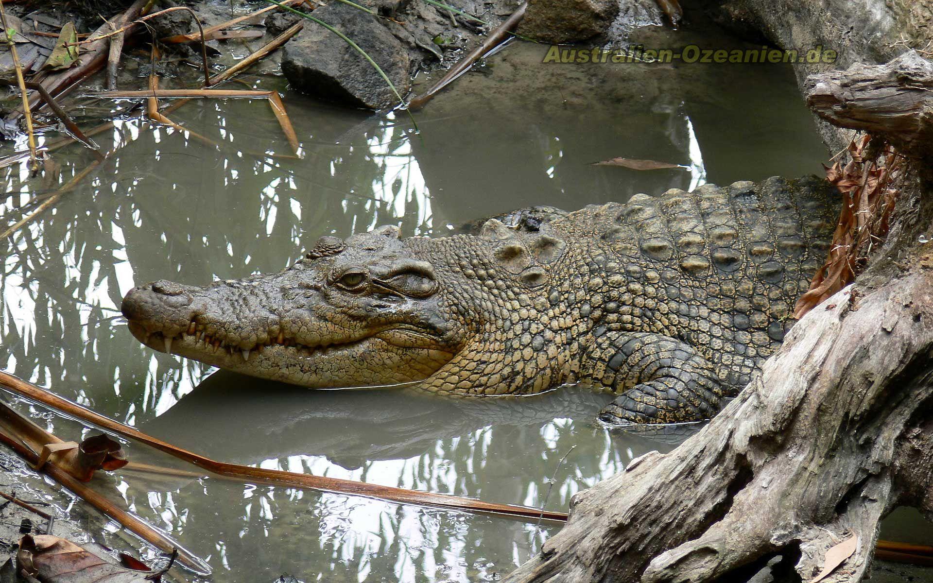 Crocodile Wallpapers APK for Android Download