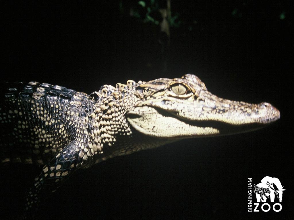 1024x768 Alligator Wallpaper