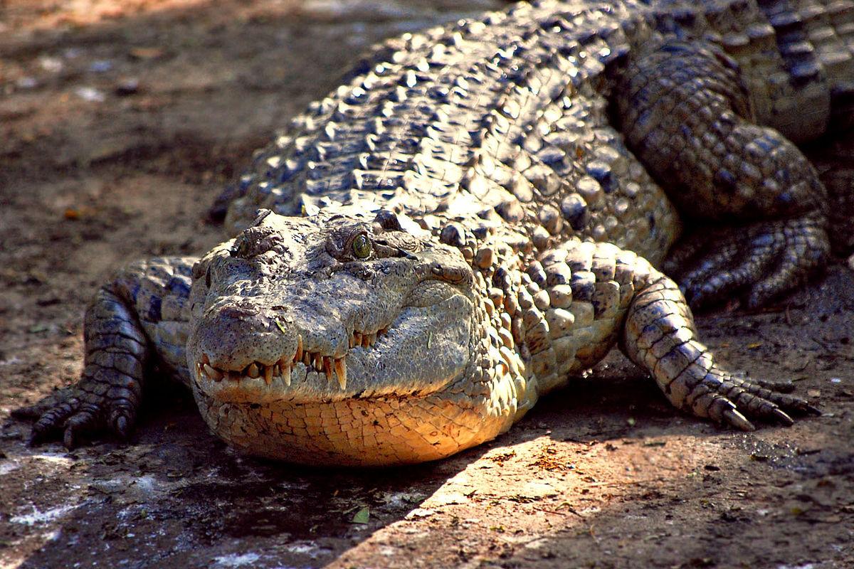 1200x800 Alligator Reptile HD Photo Wallpaper Download