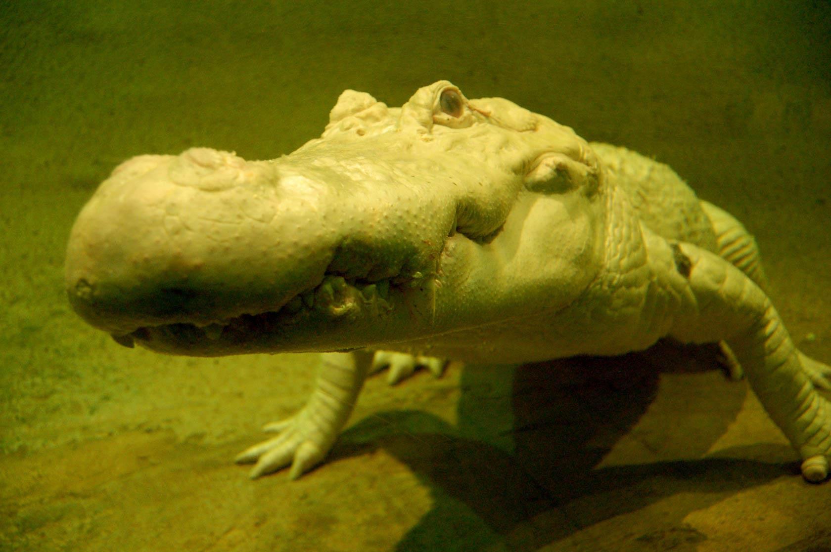 1680x1117 Alligator Wallpaper