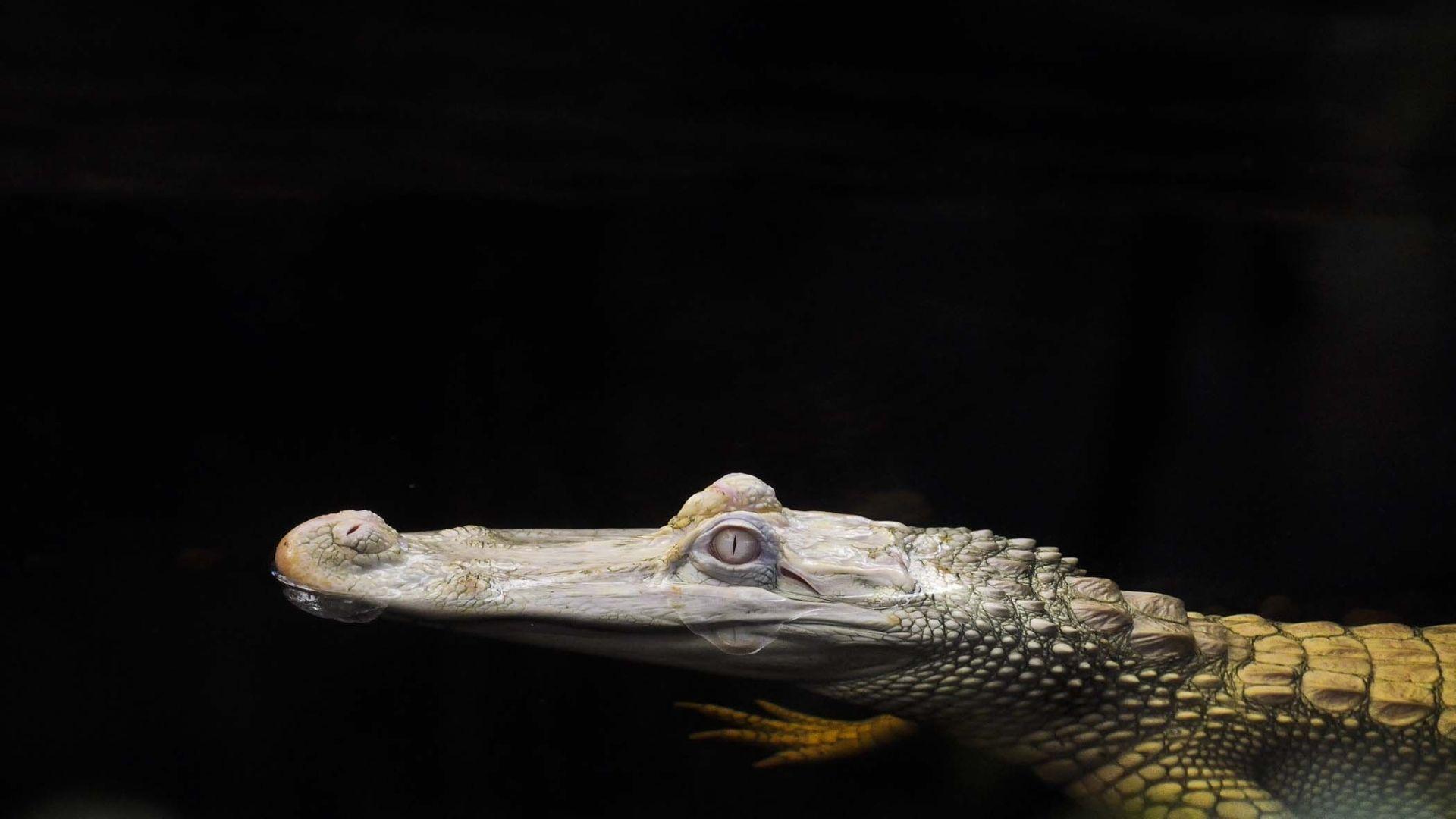 1920x1080 Alligator And Crocodile Full HD Wallpaper And Picture