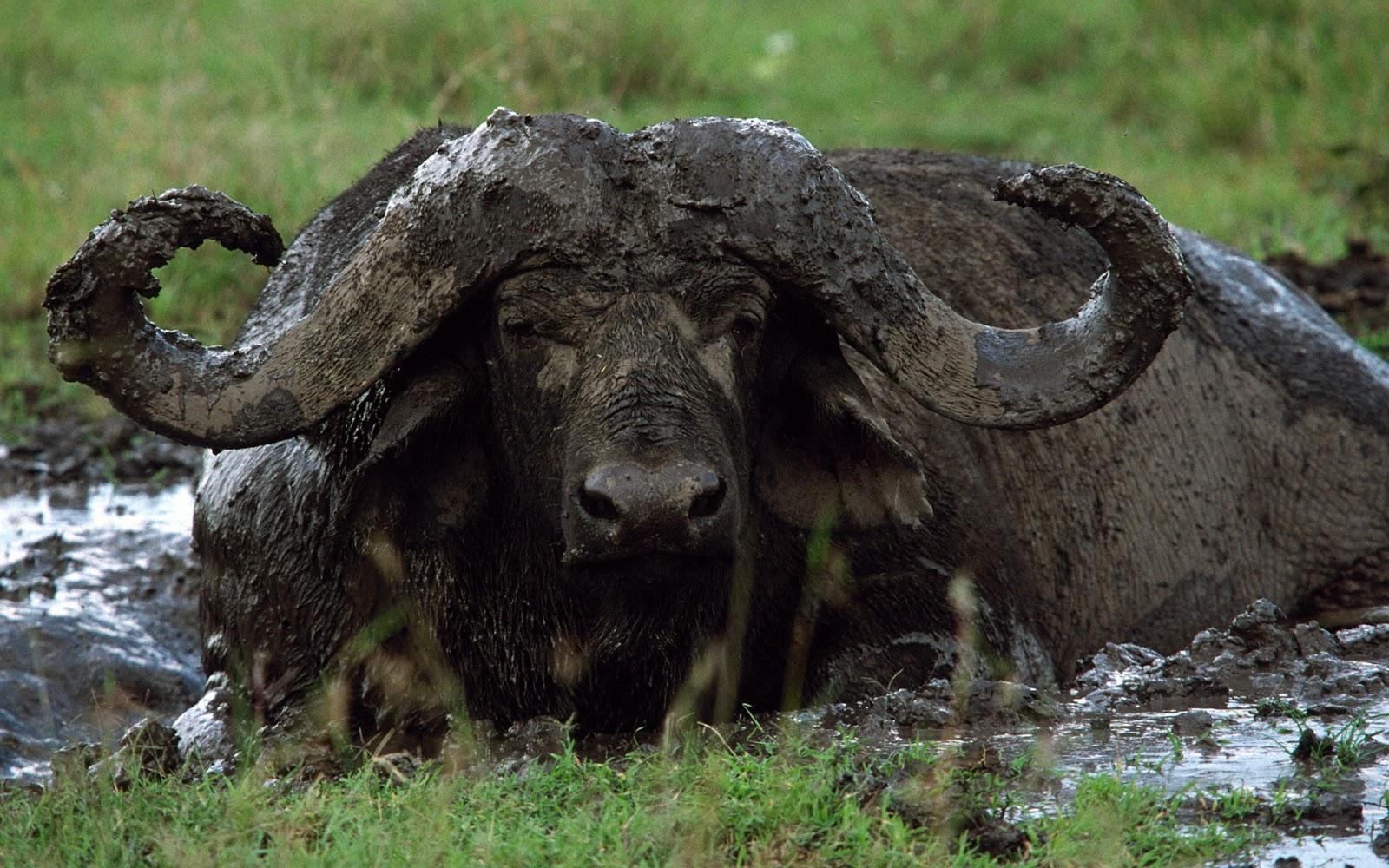 1600x1000 Buffalo, wallpaper v.9.9 jpeg, mob type