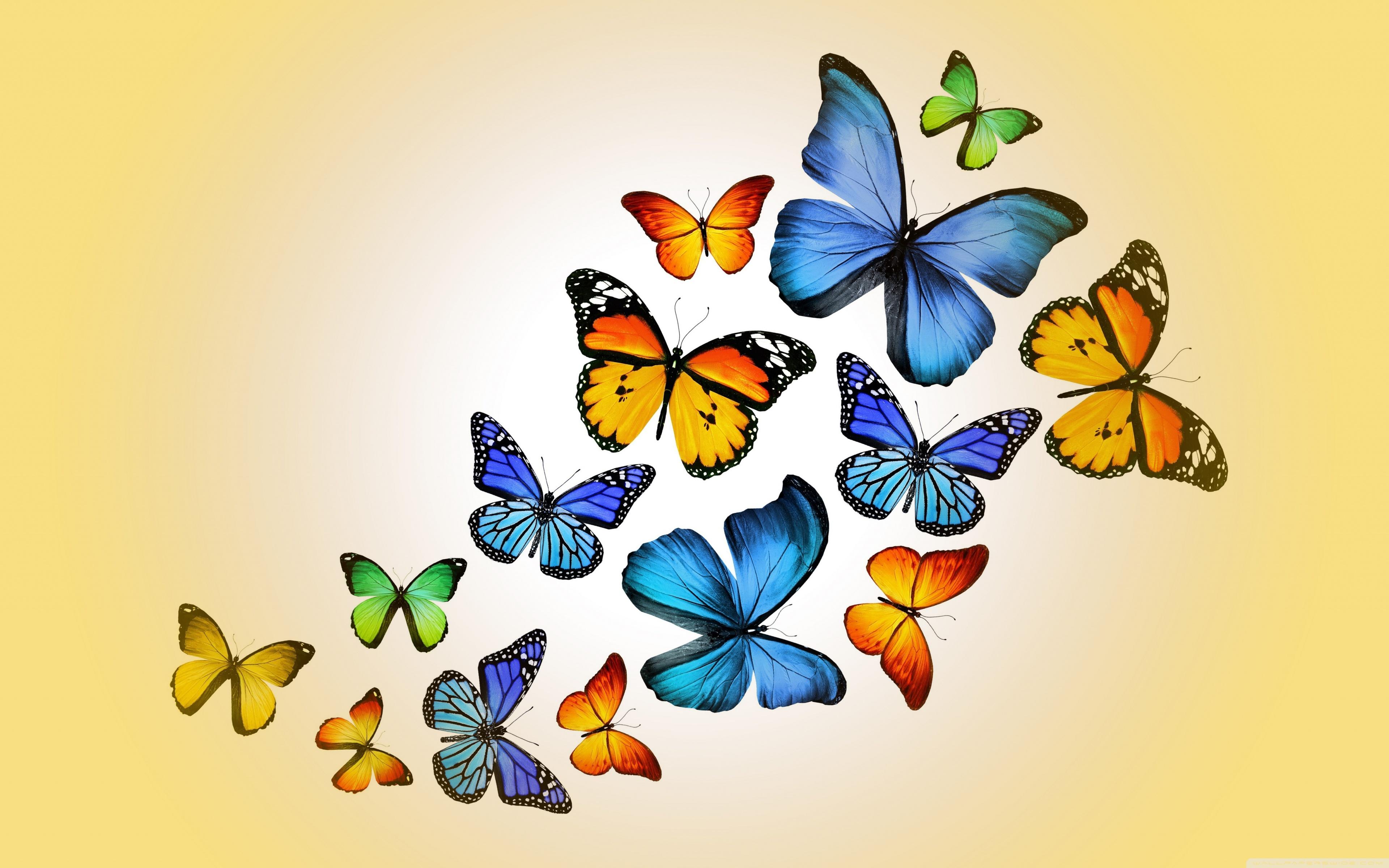 Butterflies Wallpapers Top Free Butterflies Backgrounds Wallpaperaccess