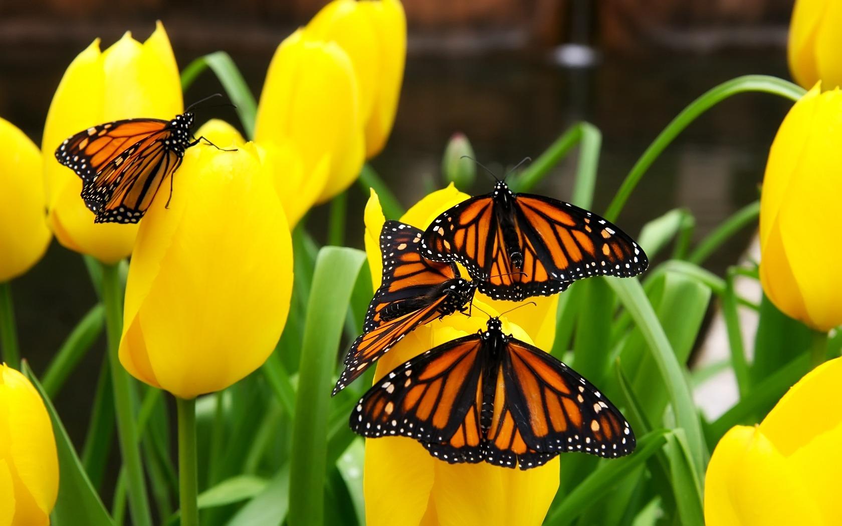 1680x1050 Butterflies Wallpaper Butterflies Animals Wallpaper in jpg format