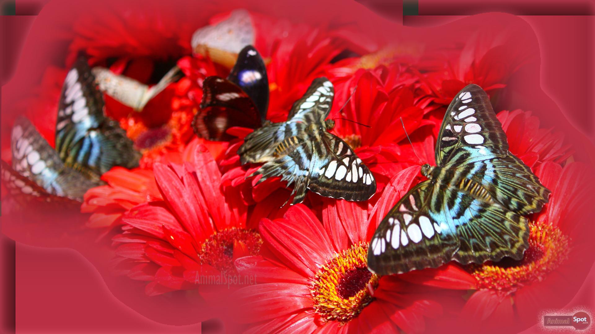 1920x1080 Butterfly Wallpaper