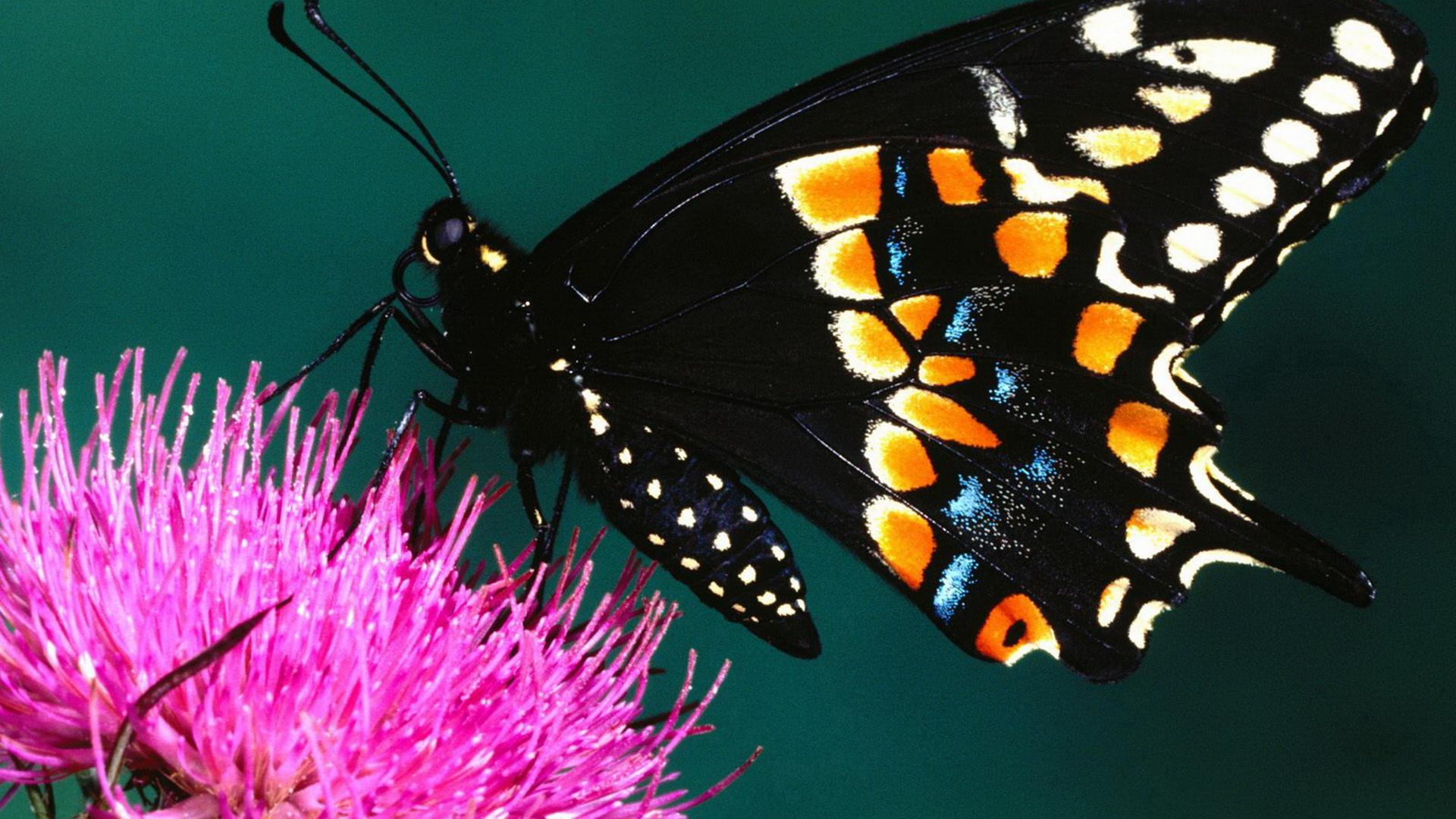 1920x1080 Colorful 【Butterfly】HD Free Image Wallpaper Download