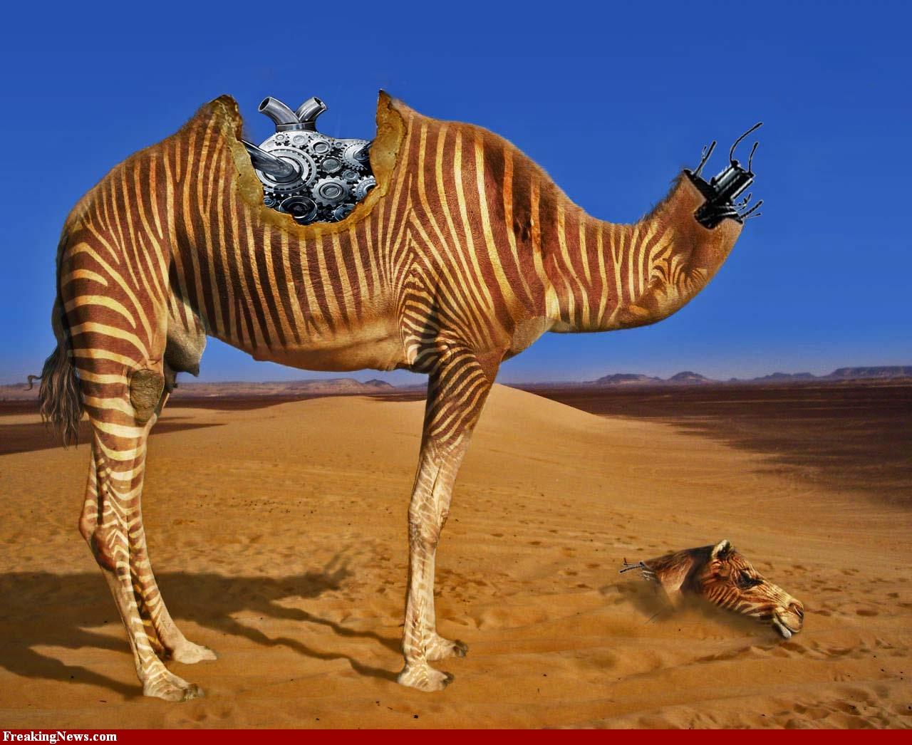 1280x1046 camel. My Wallpaper Home