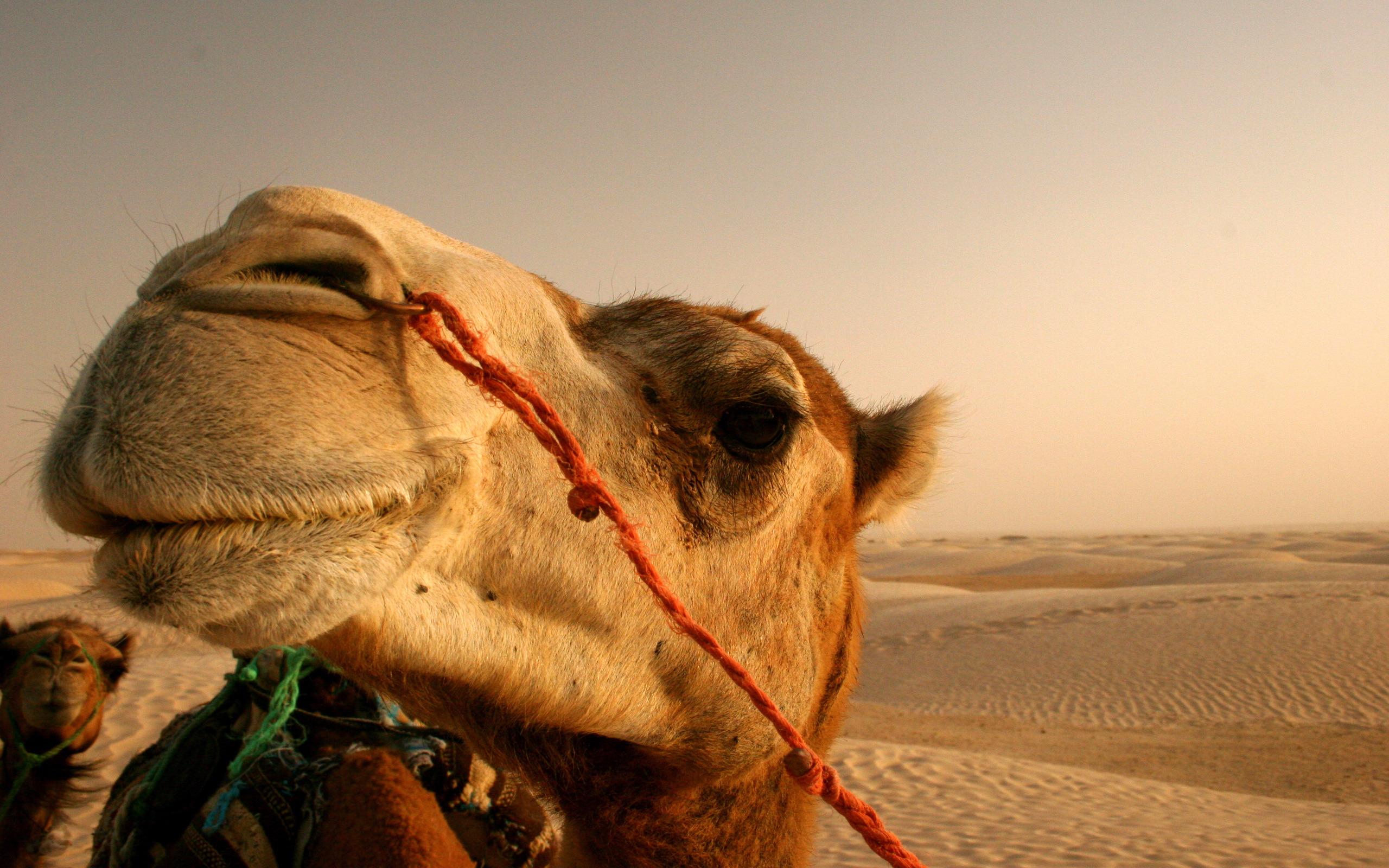 2560x1600 Camel. HD Windows Wallpaper