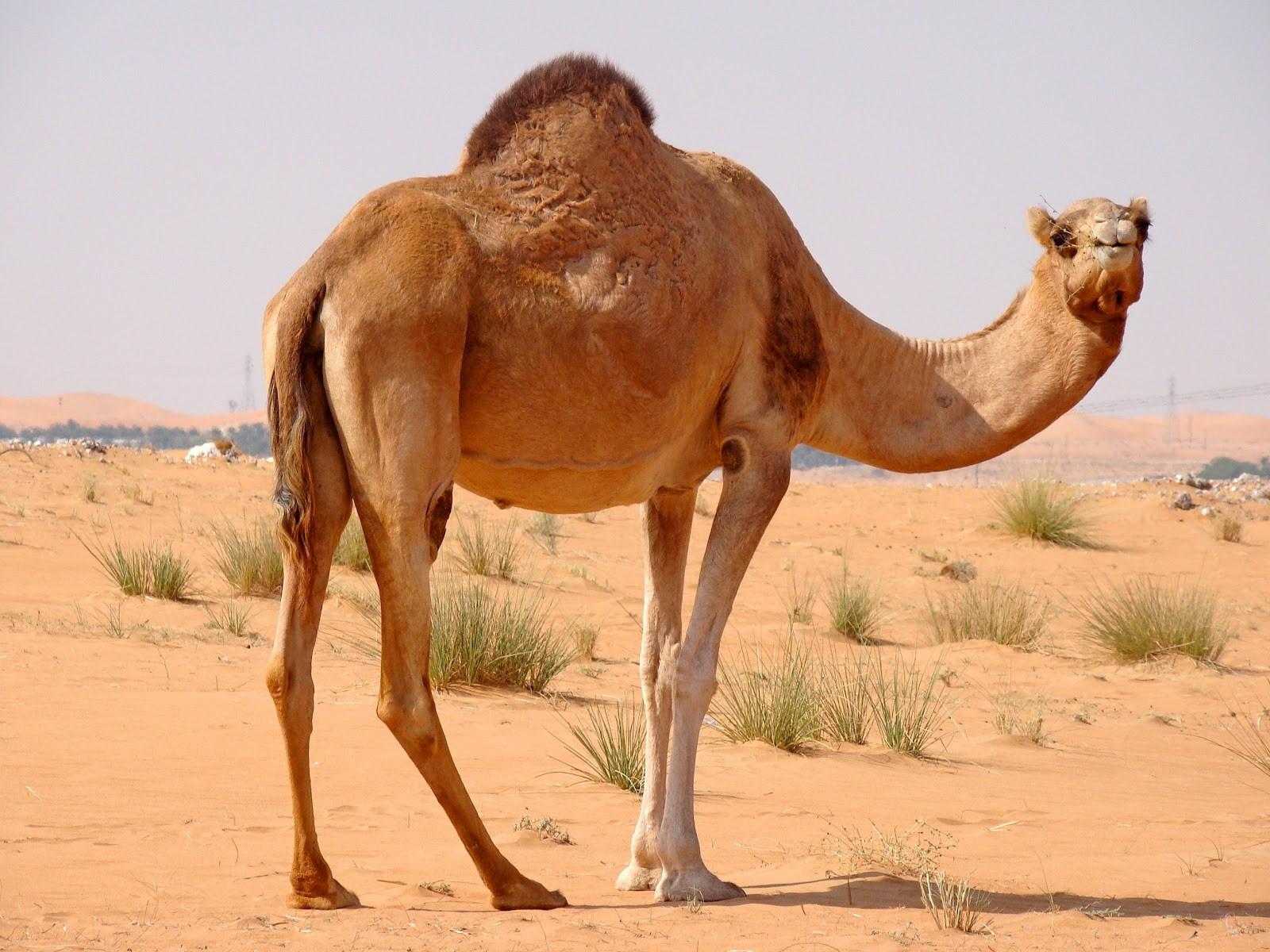 Camel color pattern hi-res stock photography and images - Alamy