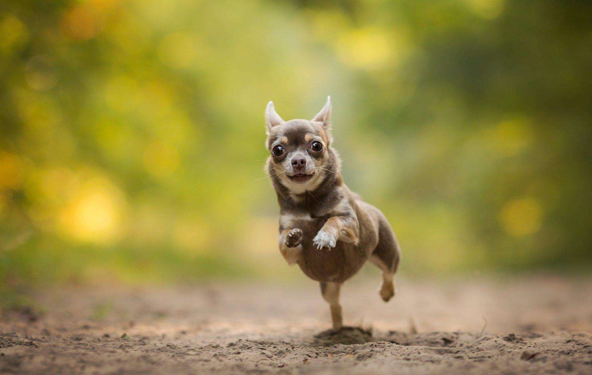 Chihuahua Wallpapers - Top Free