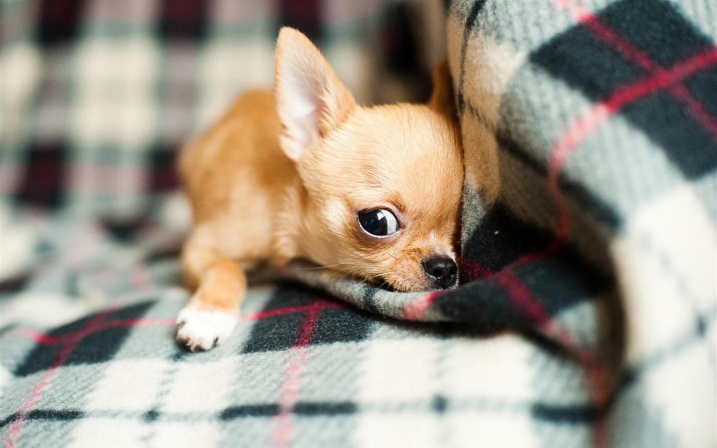 Chihuahua Wallpapers To Download Background Long Haired Chihuahua Pictures  Background Image And Wallpaper for Free Download