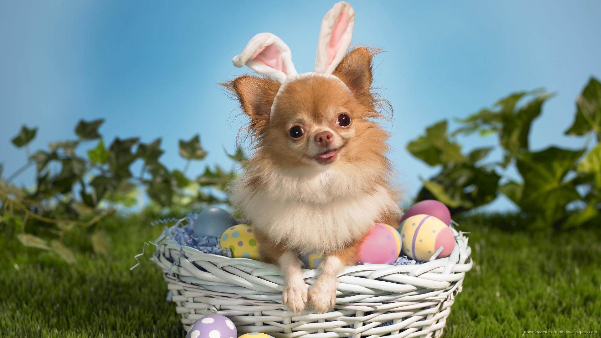 1920x1080 Easter Chihuahua portrait photo and wallpaper. Beautiful Easter