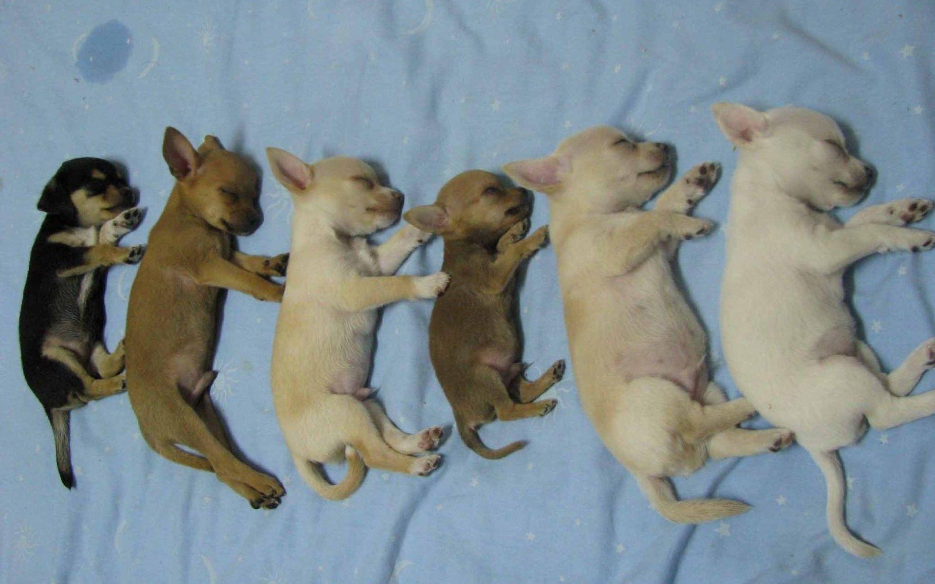 Cute Cute Teacup Puppies Chihuahua