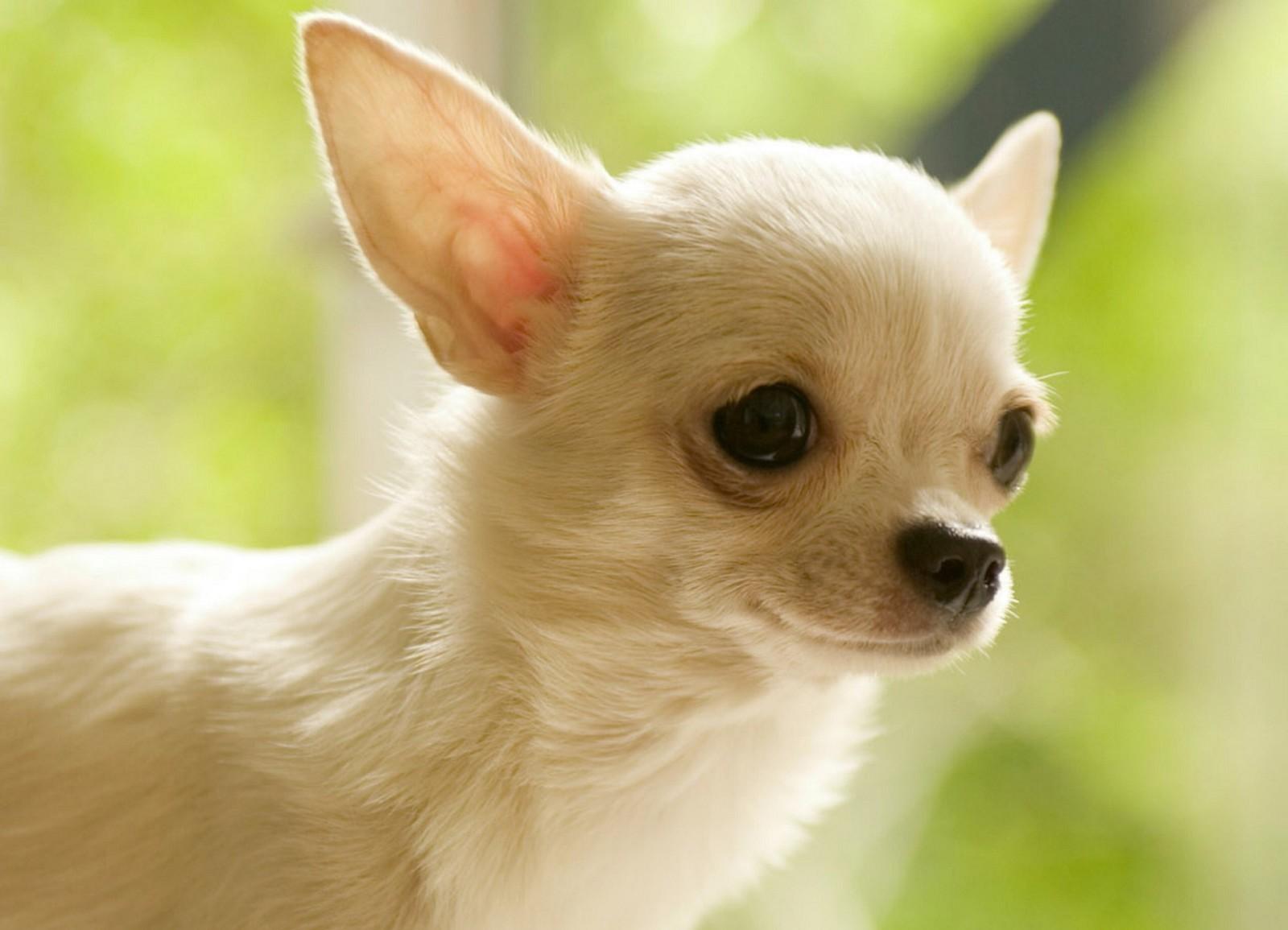 1600x1155 Chihuahua dog photo and wallpaper. Beautiful Chihuahua dog picture