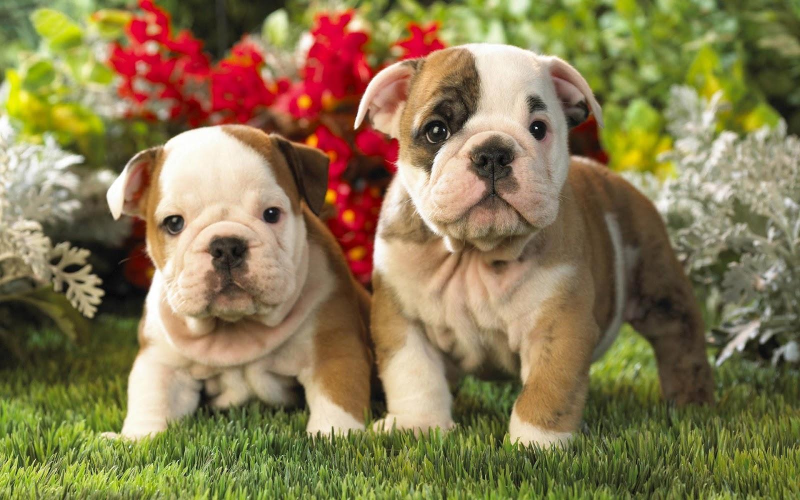 1600x1000 Bulldog Screensaver and Wallpaper