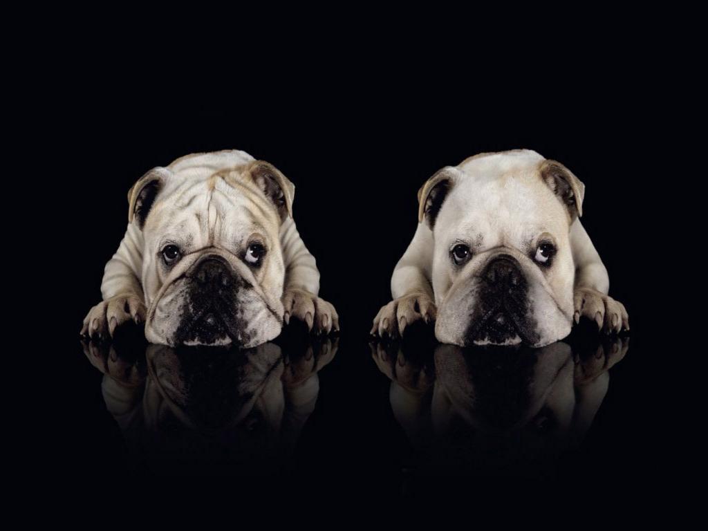 Bulldogs Wallpapers Top Free Bulldogs Backgrounds Wallpaperaccess