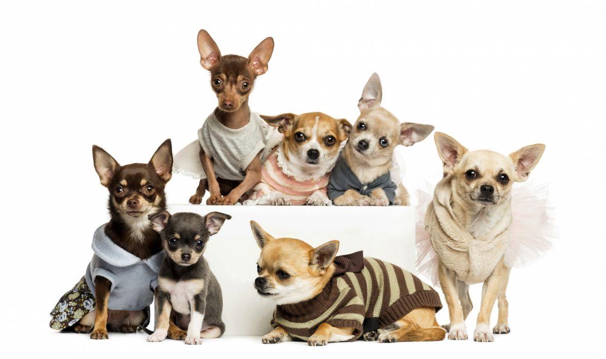 1180x700 Dogs Many Chihuahua Animals wallpaperx2373