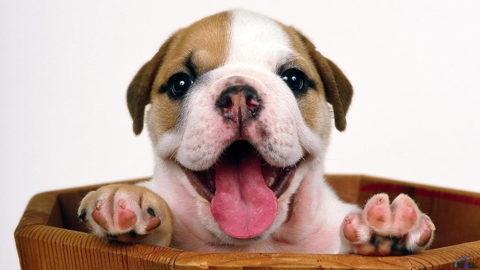 Bulldogs Wallpapers - Top Free Bulldogs Backgrounds - WallpaperAccess