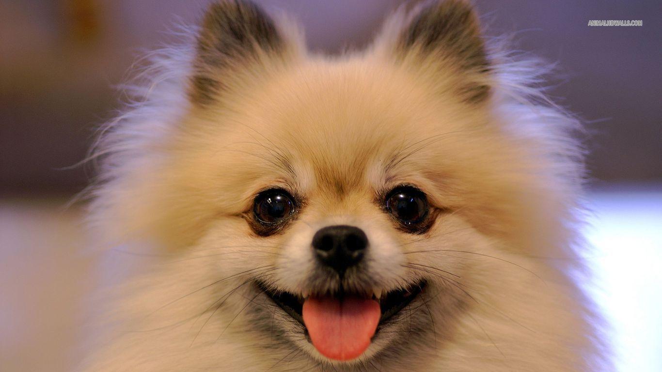 1366x768 Chihuahua Wallpaper