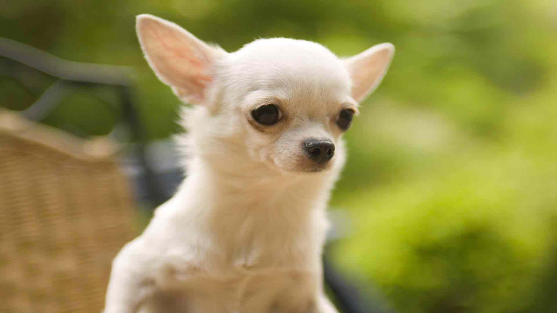 1920x1080 Chihuahua Dogs Wallpaper