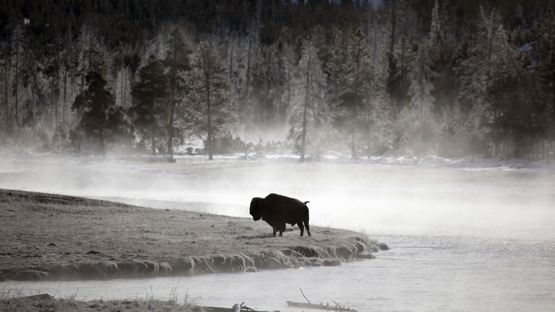 1920x1080 American Bison HD Wallpaper and Background Image