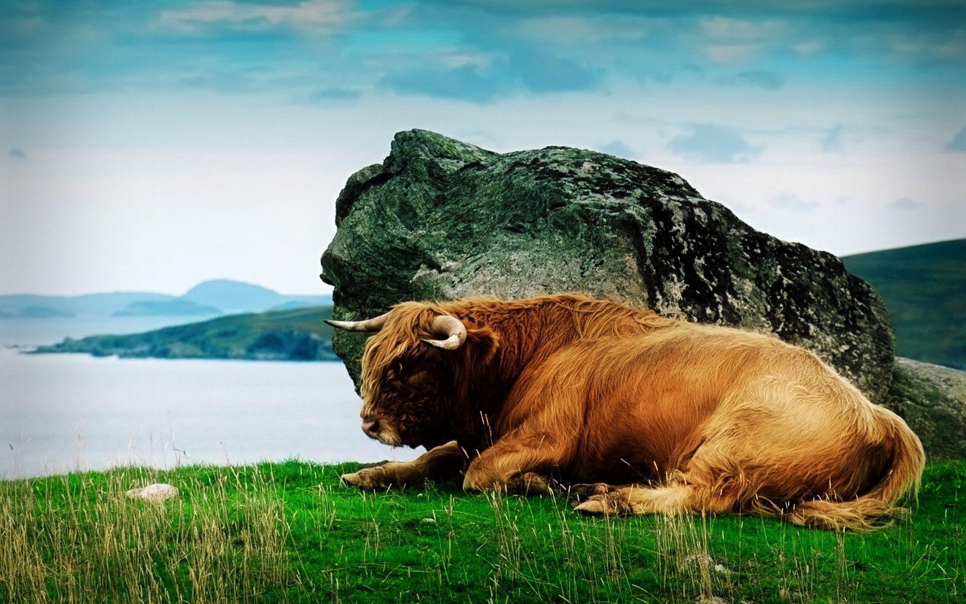 1920x1200 Bison Wallpaper