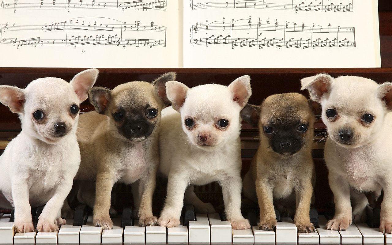 1280x800 Cute chihuahua wallpaper Gallery