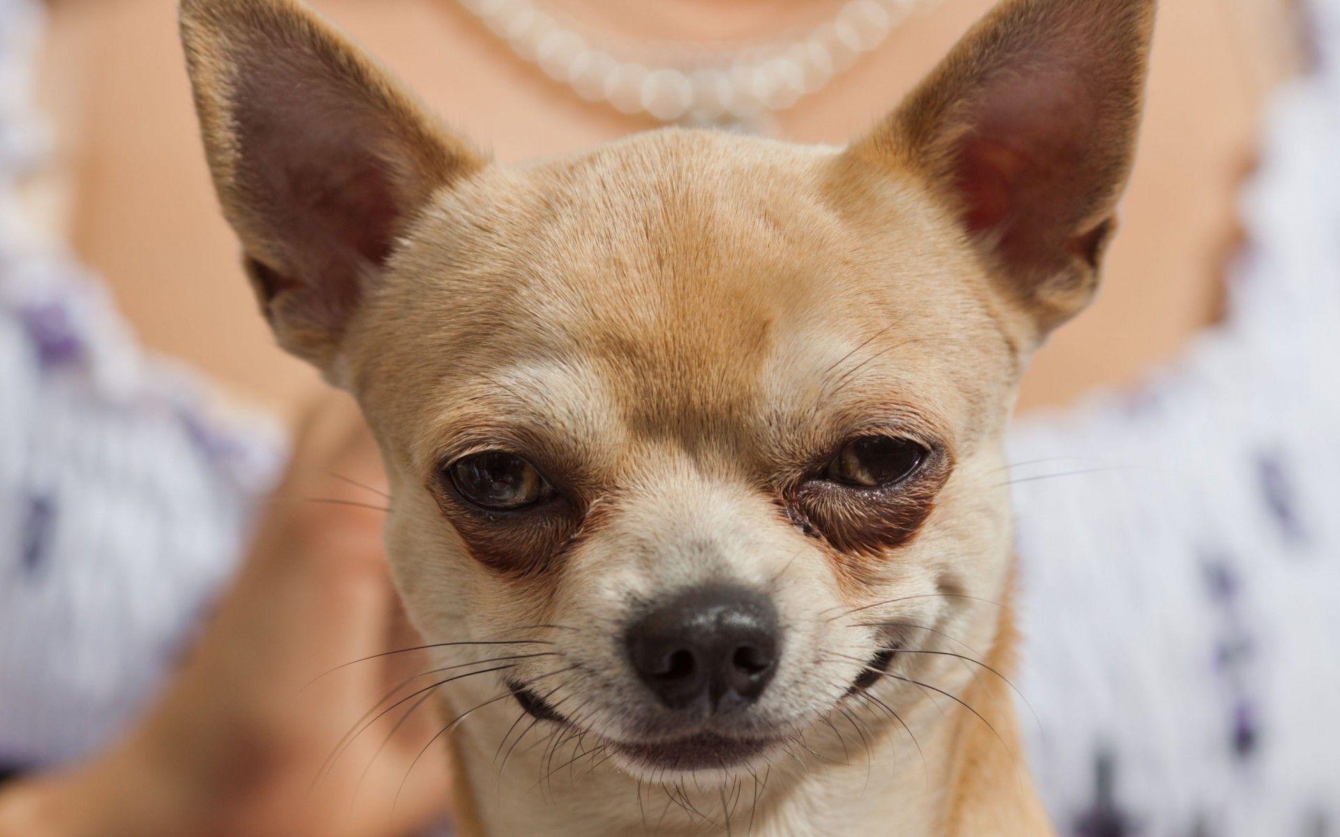 1920x1200 Chihuahua Wallpaper 1920x1200 (207.68 KB)