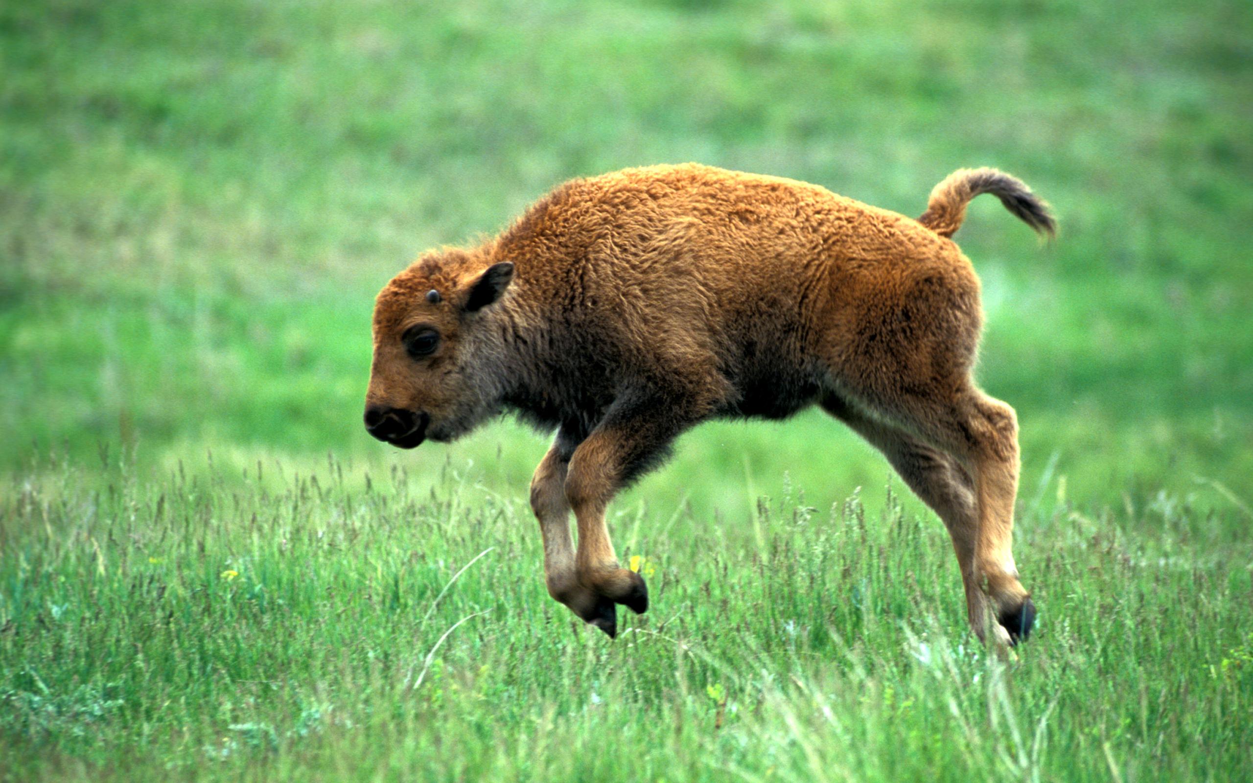 2560x1600 Bison Wallpaper
