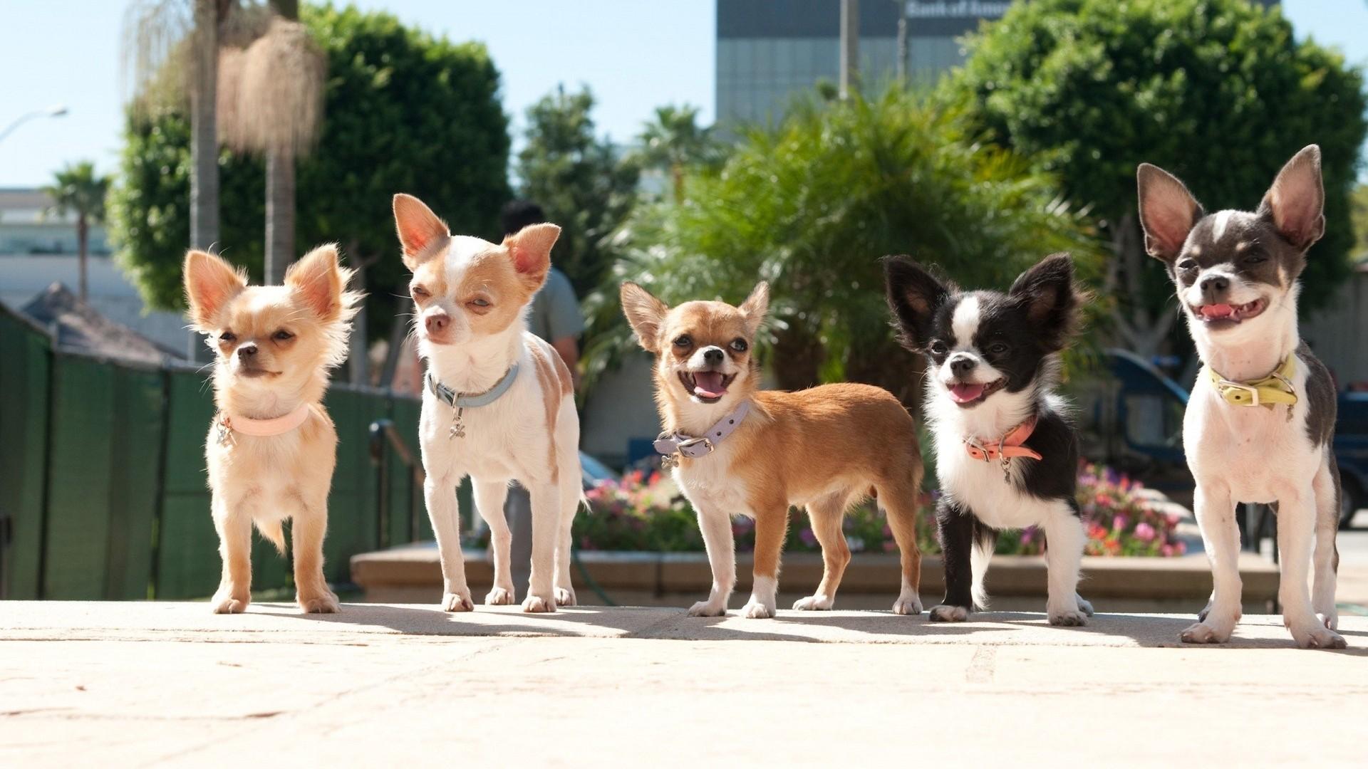 1920x1080 Chihuahua Wallpaper for personal use