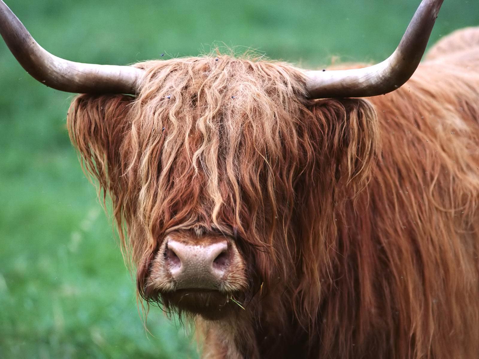 1600x1200 Free Bison Wallpaper download