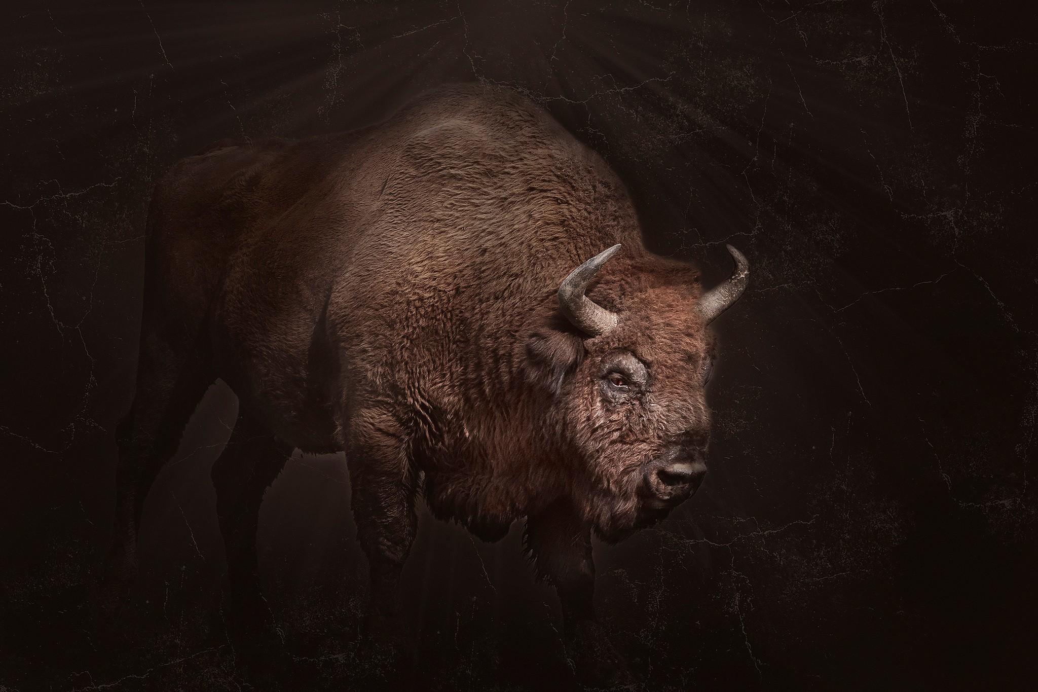 Bison Wallpapers - Top Free Bison Backgrounds - WallpaperAccess