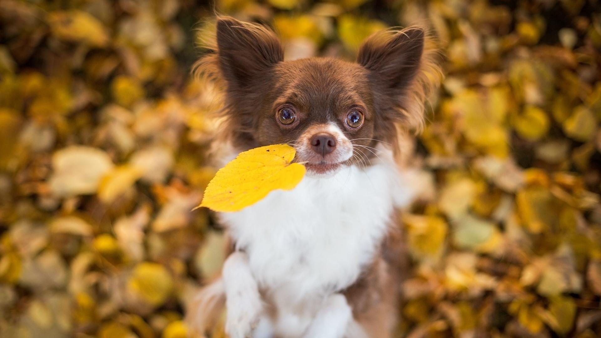 1920x1080 Full HD 1080p Chihuahua Wallpaper HD, Desktop Background