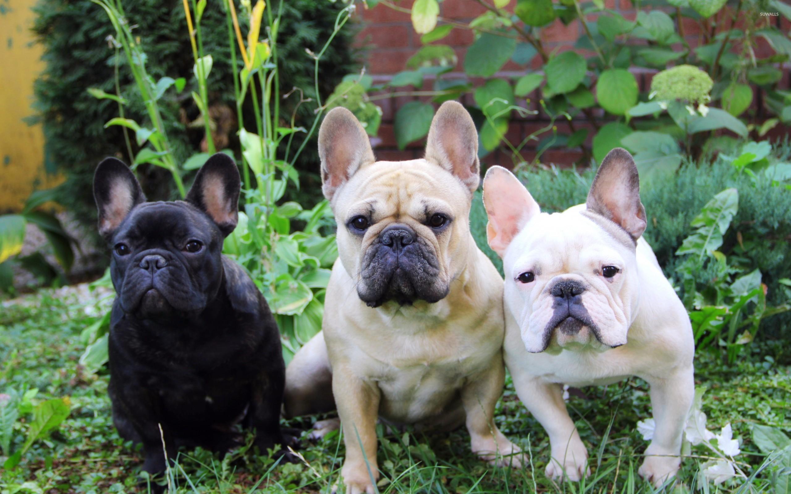 2560x1600 French Bulldogs wallpaper wallpaper