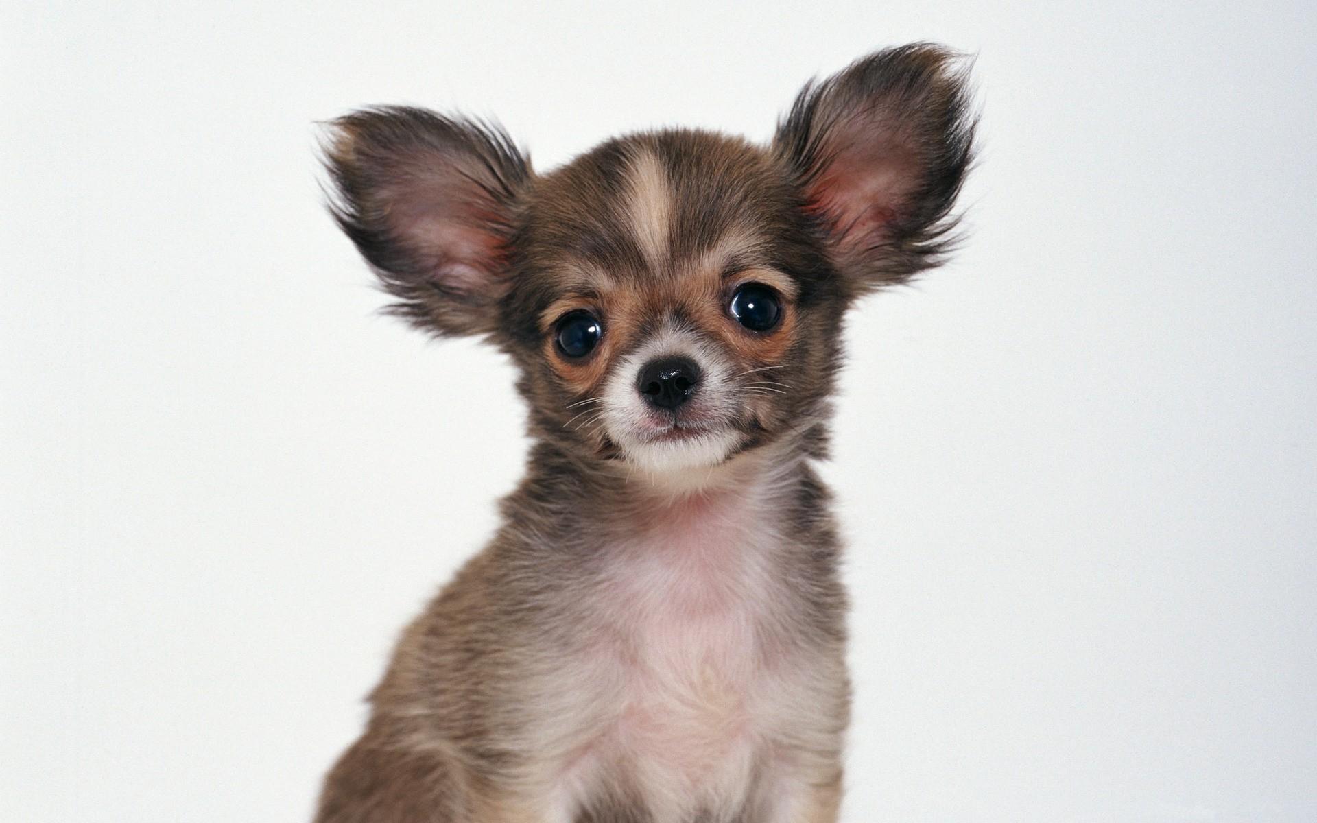 1920x1200 Chihuahua Wallpaper background picture