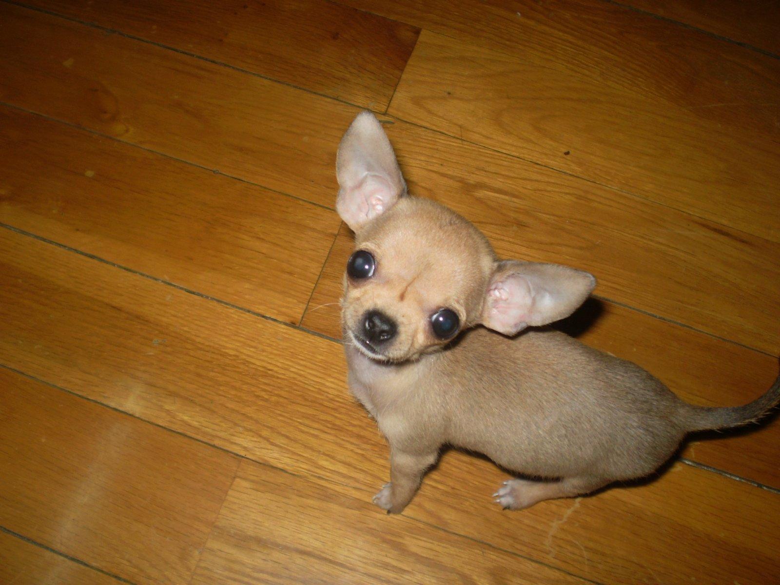 1600x1200 Chihuahua Wallpaper B35DT 0.23 Mb