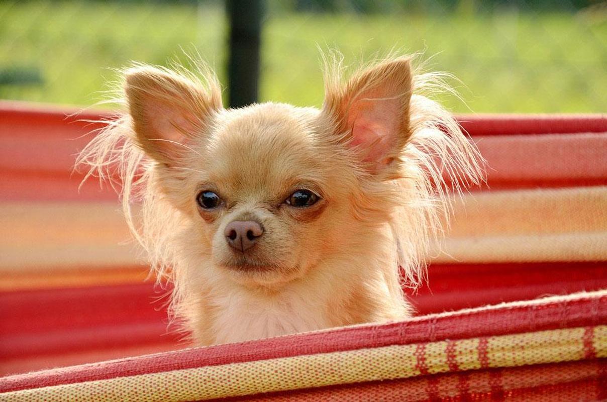 1208x800 Free Chihuahua Wallpaper for Android