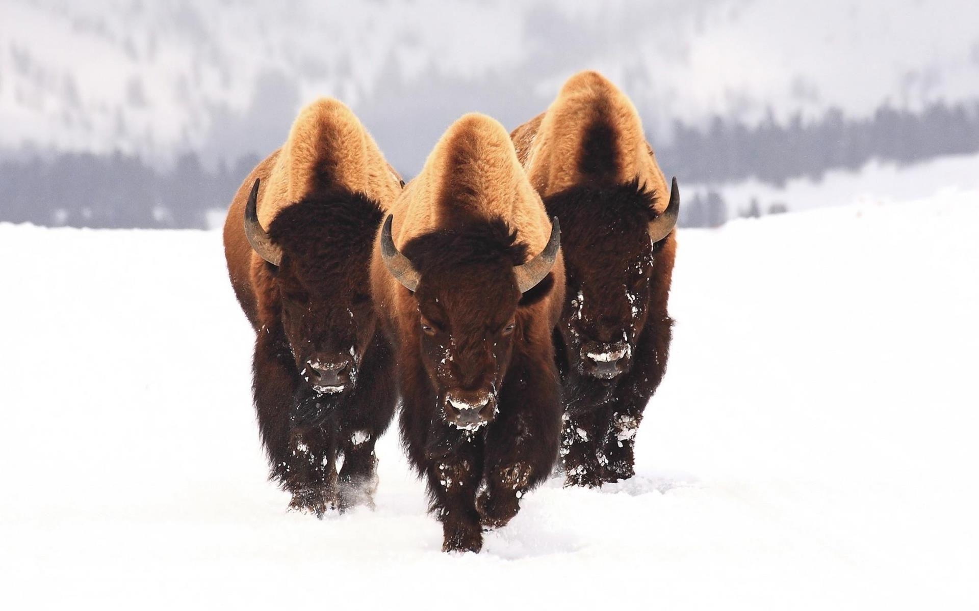 Bison Wallpapers - Top Free Bison Backgrounds - WallpaperAccess