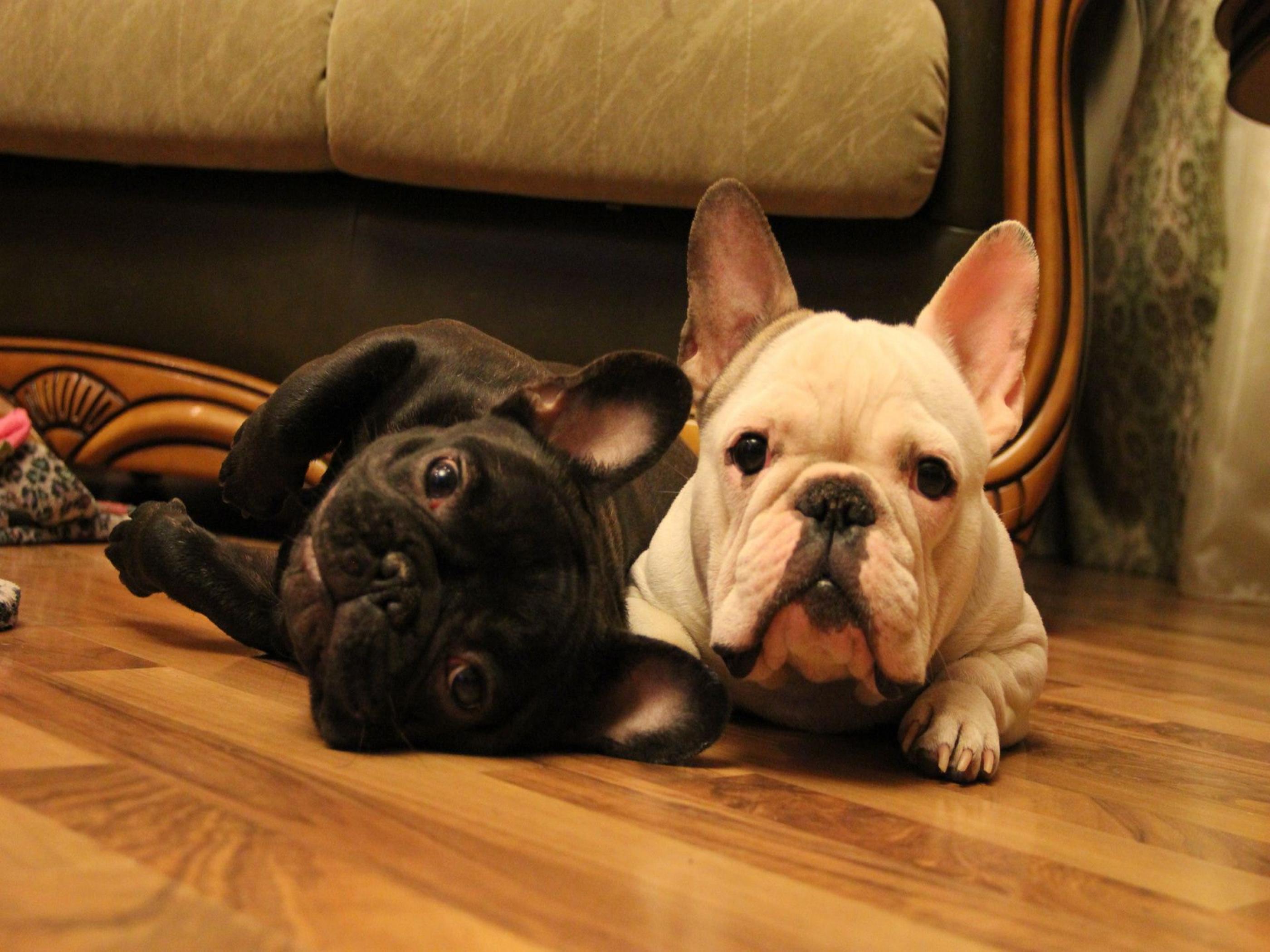 2800x2100 Bulldogs Wallpaper Full HD IINIP9. ZyZiXuN E Journal